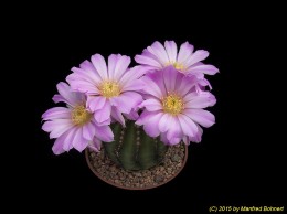 Echinocereus schereri 494